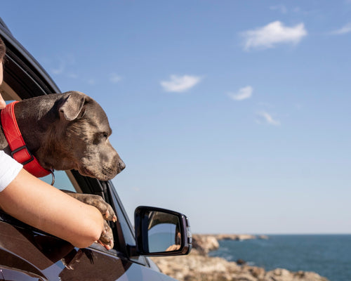 The Ultimate Guide to Pet-Friendly Travel: Tips for a Pawsome Adventure